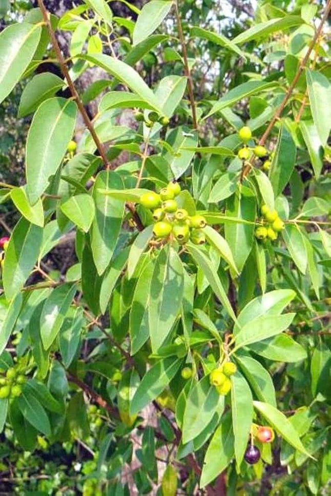 Santalum album sandal tree seeds (67)