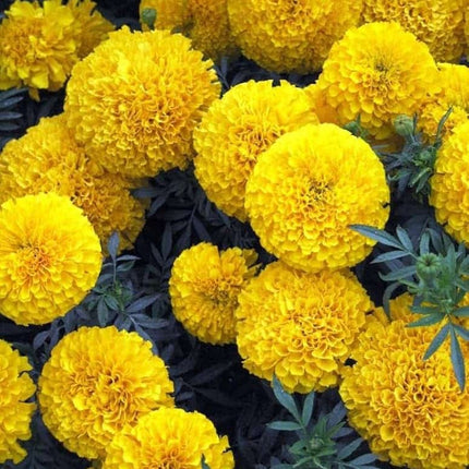 Marigold Yellow open pollinated flower seeds-Easy To Grow