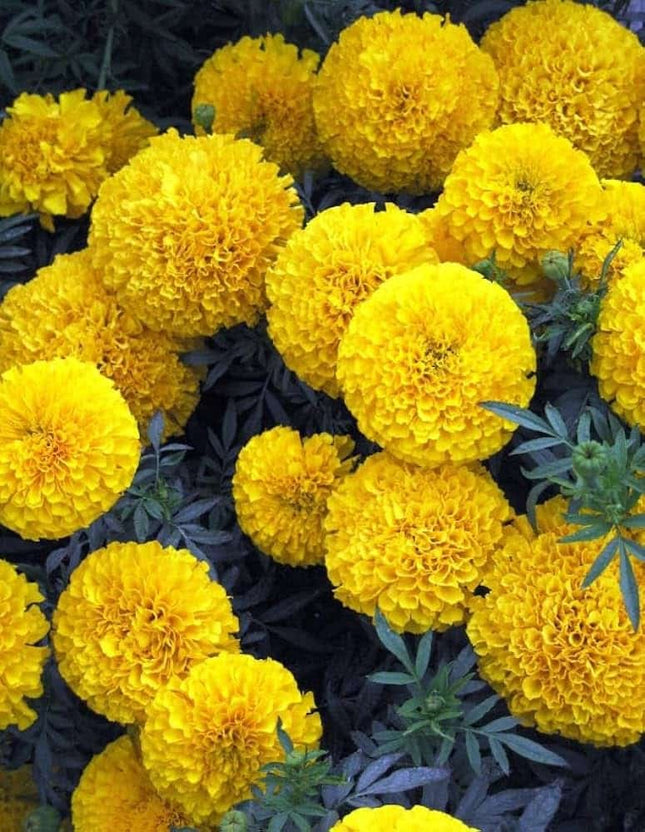 Marigold Yellow open pollinated flower seeds-Easy To Grow