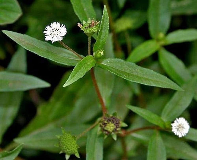Bhringraj - Karisalankanni False Daisy seeds