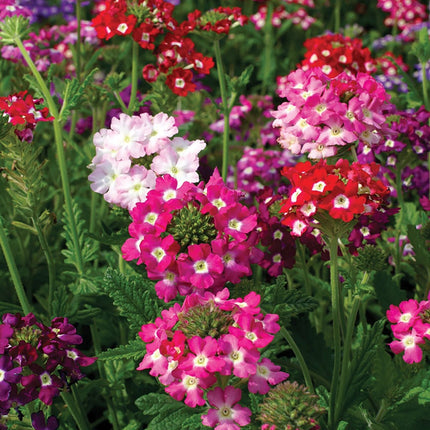 Buy Stunning Verbena Ideal Mix Flower OP Seeds Online in India