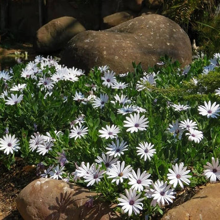 Premium Dimorphotheca White Perennial Flower OP seeds