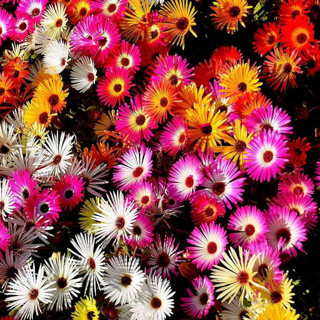Mesembryanthemum Ice plant Burf Mix OP Flower Seeds