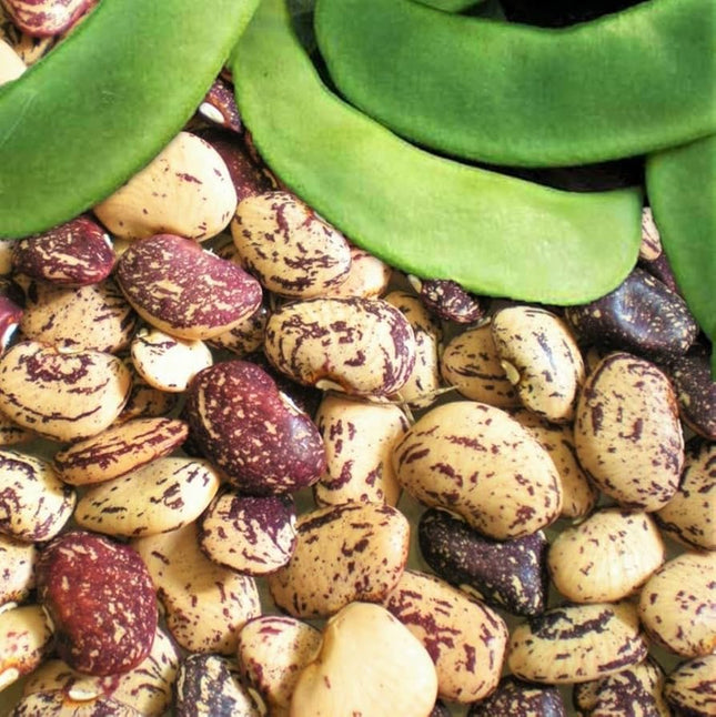Lima Bean Gardening Seeds