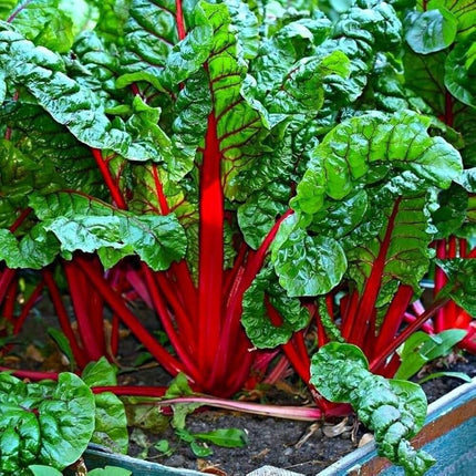 Swiss Chard Red open pollinated seeds