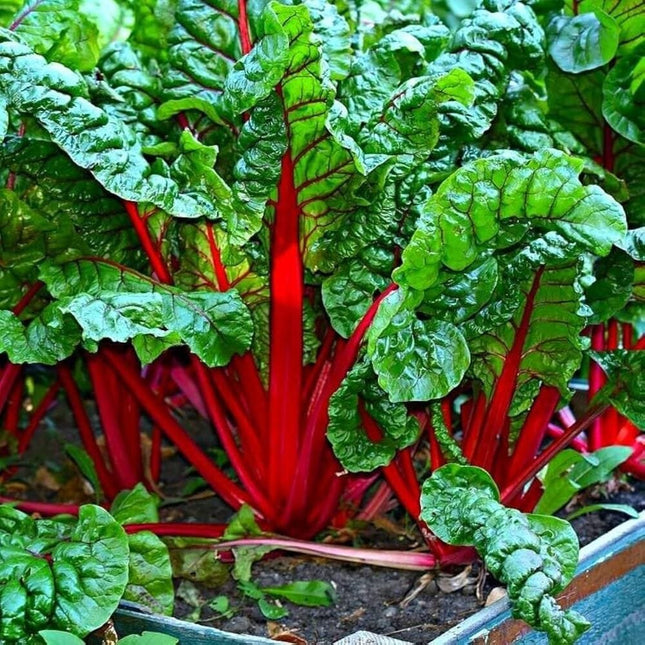 Swiss Chard Red open pollinated seeds