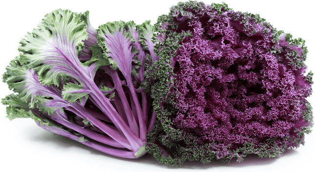 Kale Purple open pollinated seeds (Parattai Keerai)