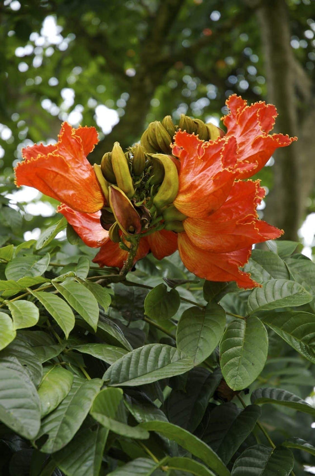 Spathodea campanulata African tulip tree seeds