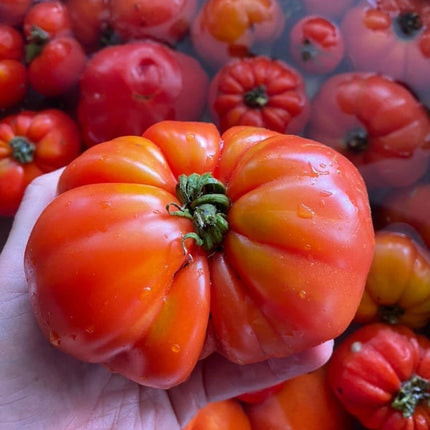 Local Kashi Beefsteak Tomato seeds