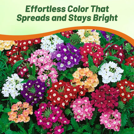 Buy Stunning Verbena Ideal Mix Flower OP Seeds Online in India