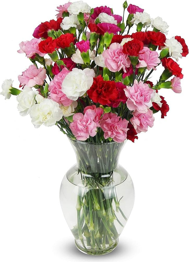 Carnation flower seeds