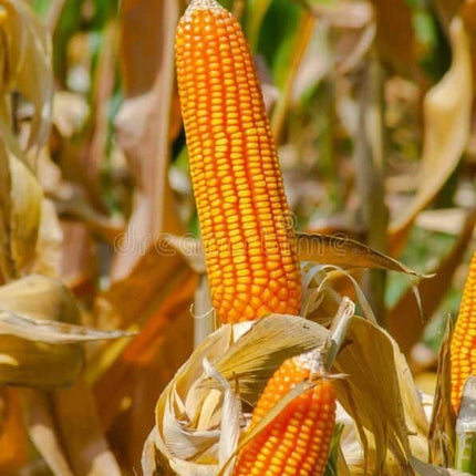 Hilly makka Yellow Corn Seeds