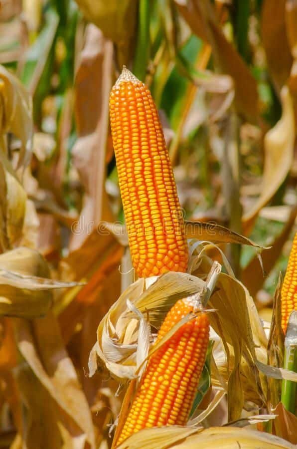 Hilly makka Yellow Corn Seeds