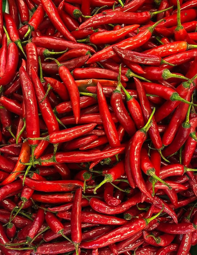Guntur Chilli Open Pollinated seeds