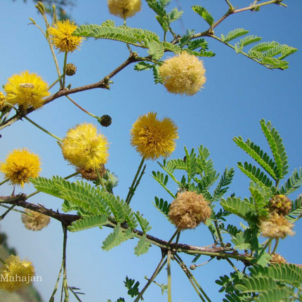 Organic Acacia Farnesiana Scented Babul Tree seeds (8)