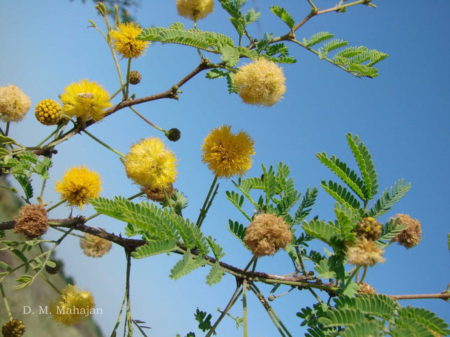 Organic Acacia Farnesiana Scented Babul Tree seeds (8)