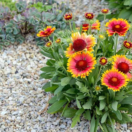 Gaillardia Flower OP seeds-Best For Indian Gardens