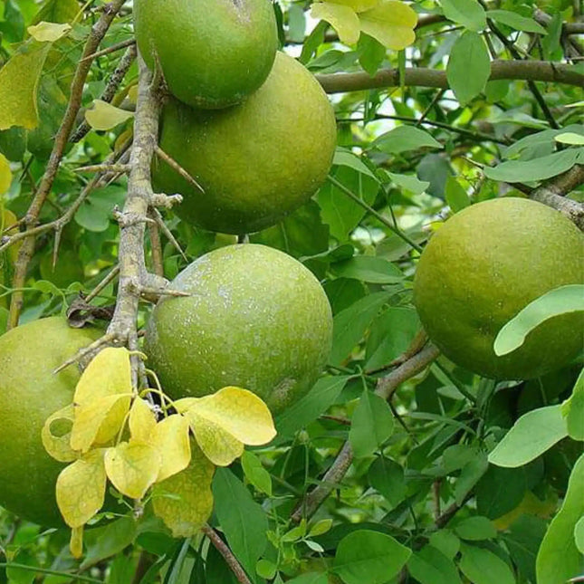 Aegle Marmelos Bel fruit tree seeds (12)