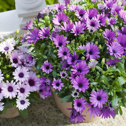 Oesteospermumm/ African Daisy flower seeds