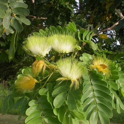 Albizia Lebbeck Dirishinam tree seeds (16 )
