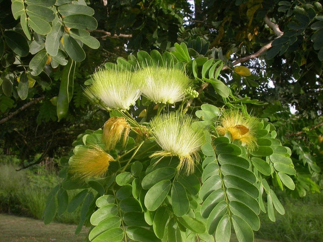Albizia Lebbeck Dirishinam tree seeds (16 )