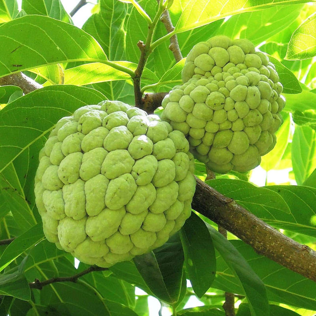 Annona Squamosa Custard apple Seethaphal tree seeds (18 )