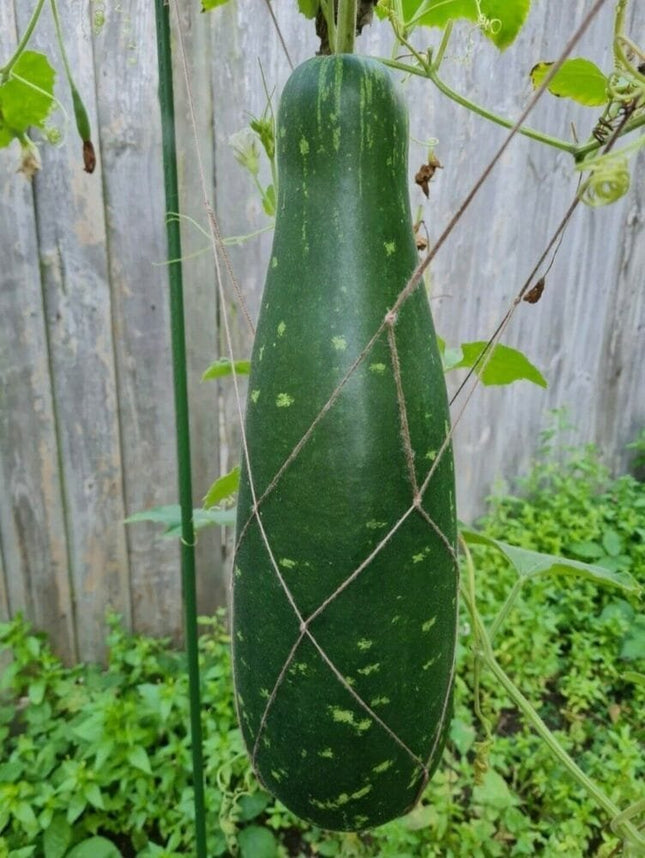 Giant Bottlegourd vegetable seeds