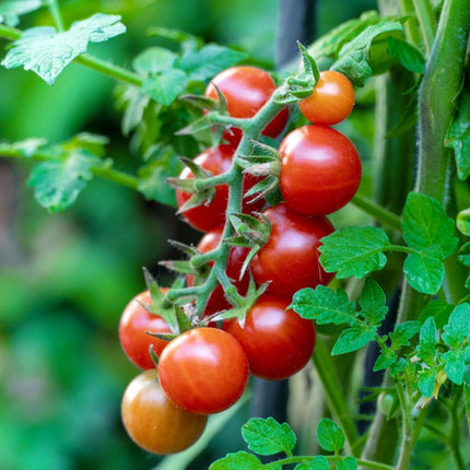 Native Red Round Cherry Tomato Seeds