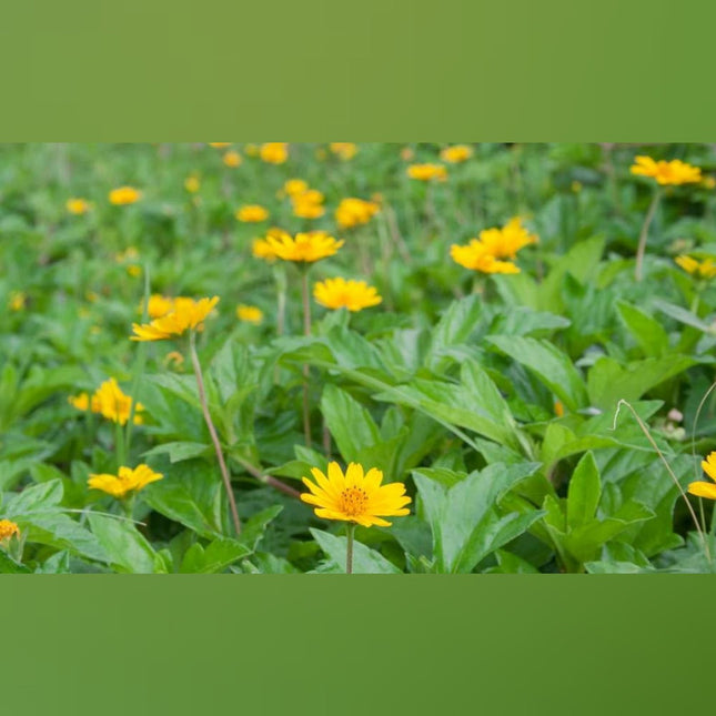 Bhringraj Seeds -Karisilaangkanni Keerai Vidhai