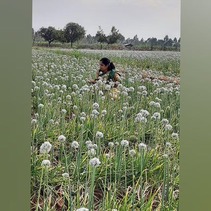 Native Sambar Small Onion Seeds