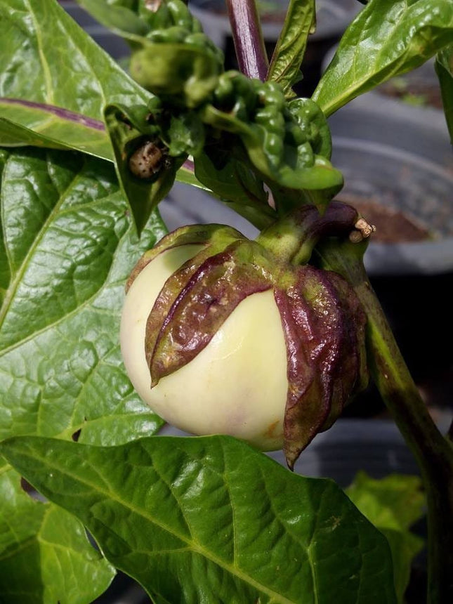 Heirloom Musuku Badane Brinjal Seeds