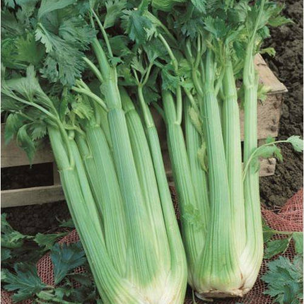 Celery Self Blanching open pollinated seeds