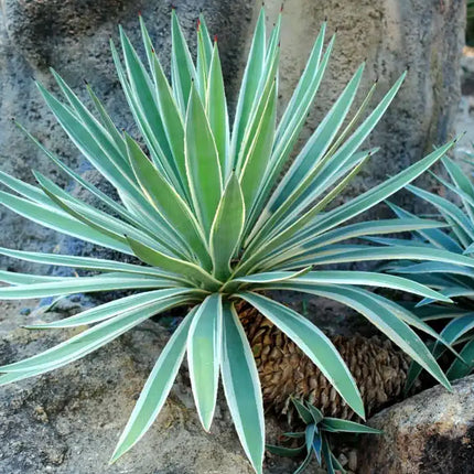 Agave Seeds