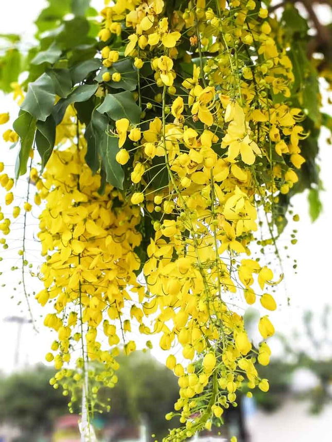 Cassia Fistula Golden shower tree seeds