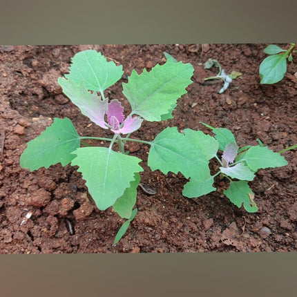 White Goosefoot Chakravarthi Keerai seeds