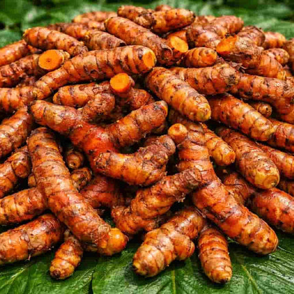Pragathi Turmeric Rhizomes – High-Yield Native Turmeric Seeds for Profitable Cultivation