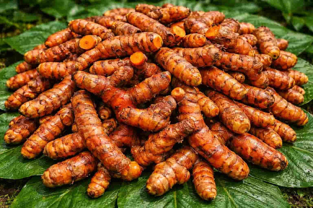 Pragathi Turmeric Rhizomes – High-Yield Native Turmeric Seeds for Profitable Cultivation