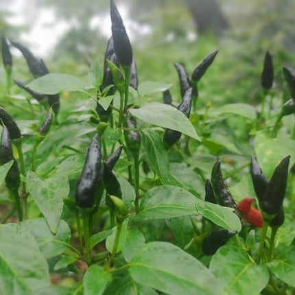 Heirloom Purple Maui Chilli (Black Chilli) Seeds