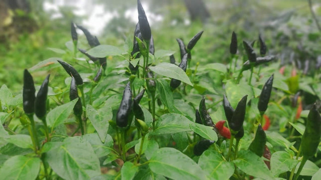 Heirloom Purple Maui Chilli (Black Chilli) Seeds
