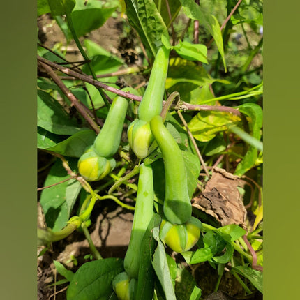 Clove Bean Green Gardening Seeds