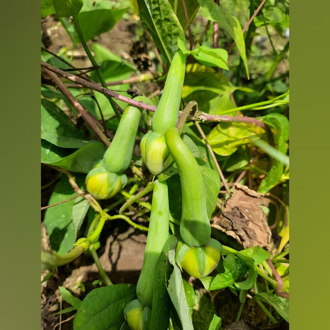 Clove Bean Green Gardening Seeds