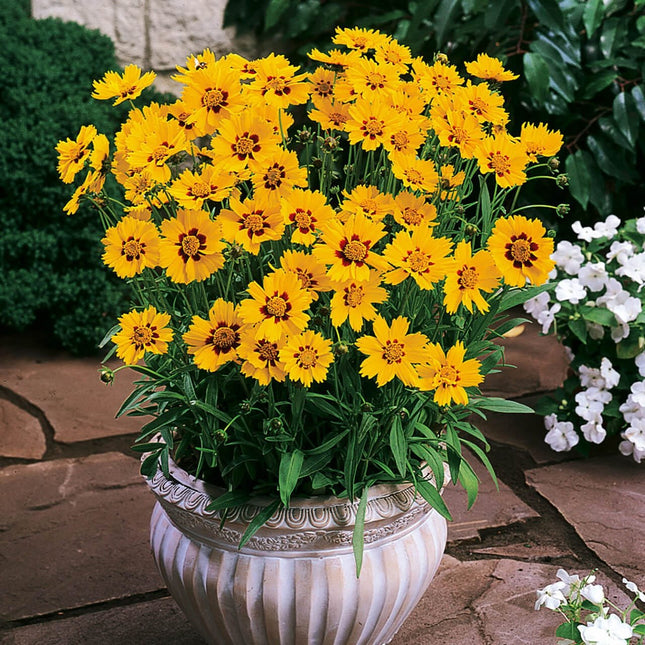 Coreopsis Mayfield Beauty Flower Seeds-Easy To Grow/Best For Terrace Garden