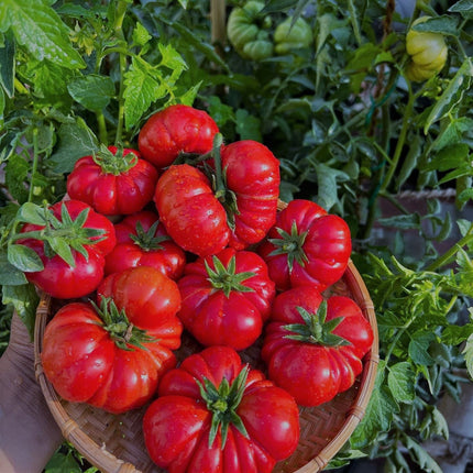 Heirloom Costoluto Fiorentino Tomato Seeds