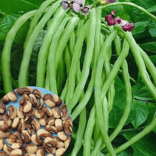 Bush Green CowPea Gardening Seeds
