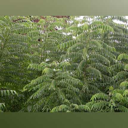 Curry Leaves ( Karuveppilai)