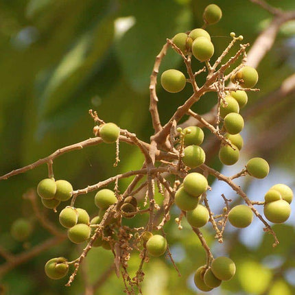 Sapindus Emarginatus soap nut tree seeds (69)