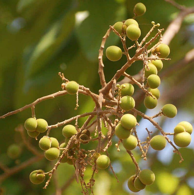 Sapindus Emarginatus soap nut tree seeds (69)