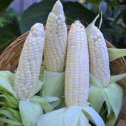 Makka Chari Indian White Corn Native Seeds