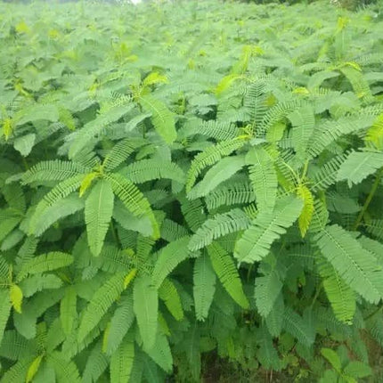 Daincha Seeds for healthier soil