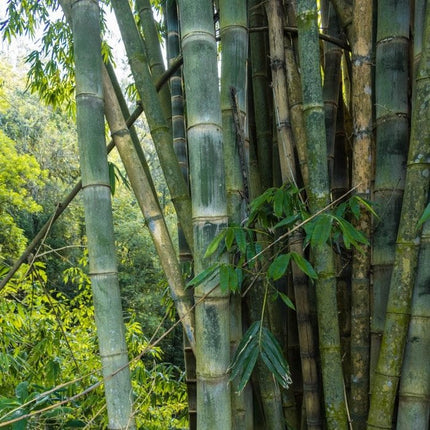 Dendracalamus Strictus Solid Small Bamboo tree seeds (15)